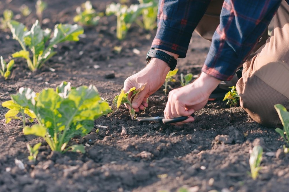 A,Farmer,In,A,Sugar,Beet,Field,Holds,A,Weed