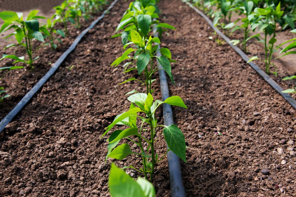 Greenhouse,With,Organic,Pepper,Plants,And,Drip,Irrigation,System,-